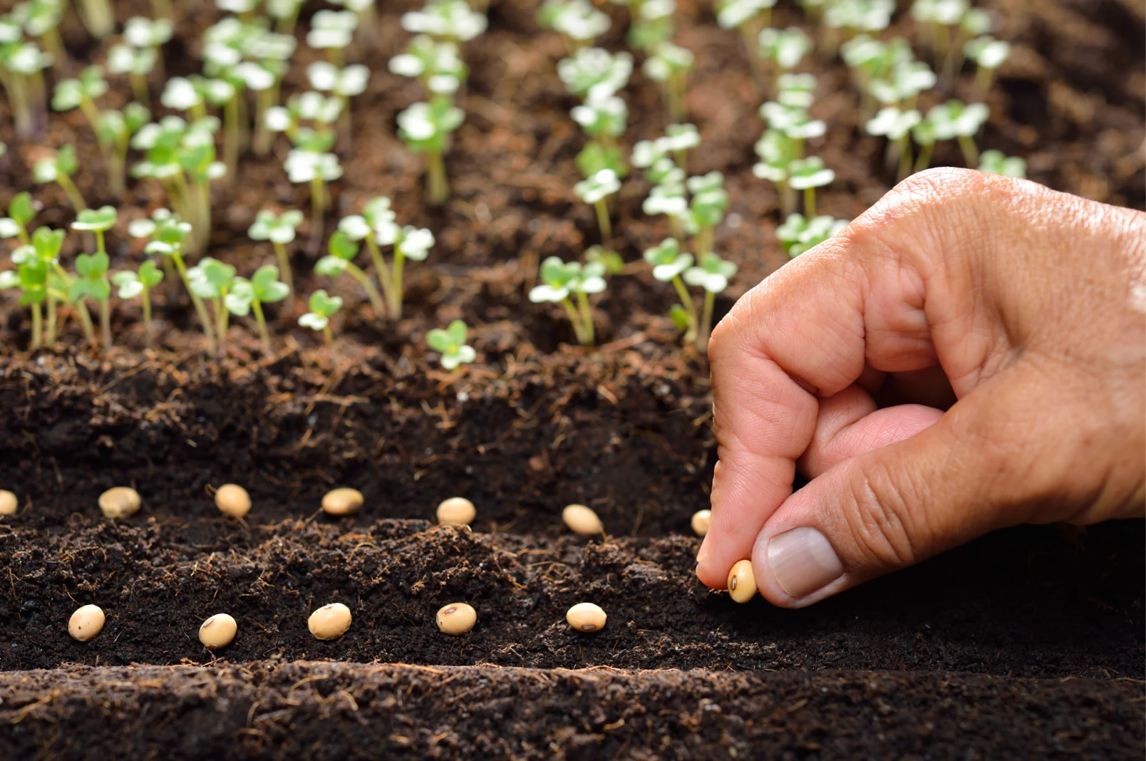 Hand sowing seeds on soil